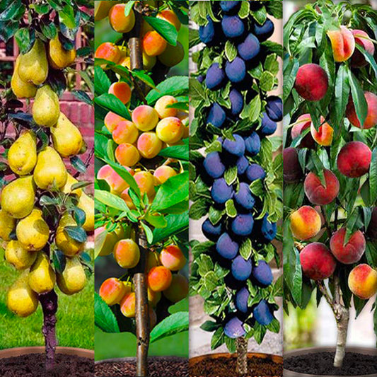 4 stebričaste sadike