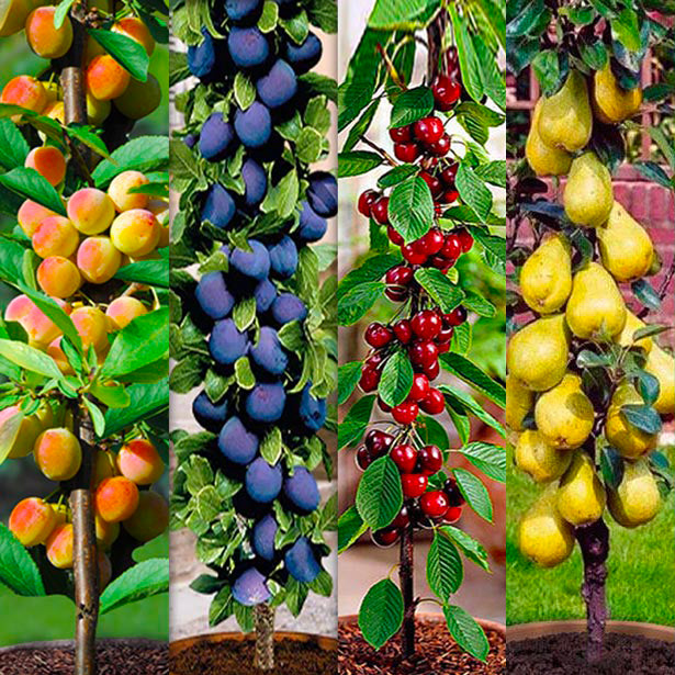 4 stebričaste sadike